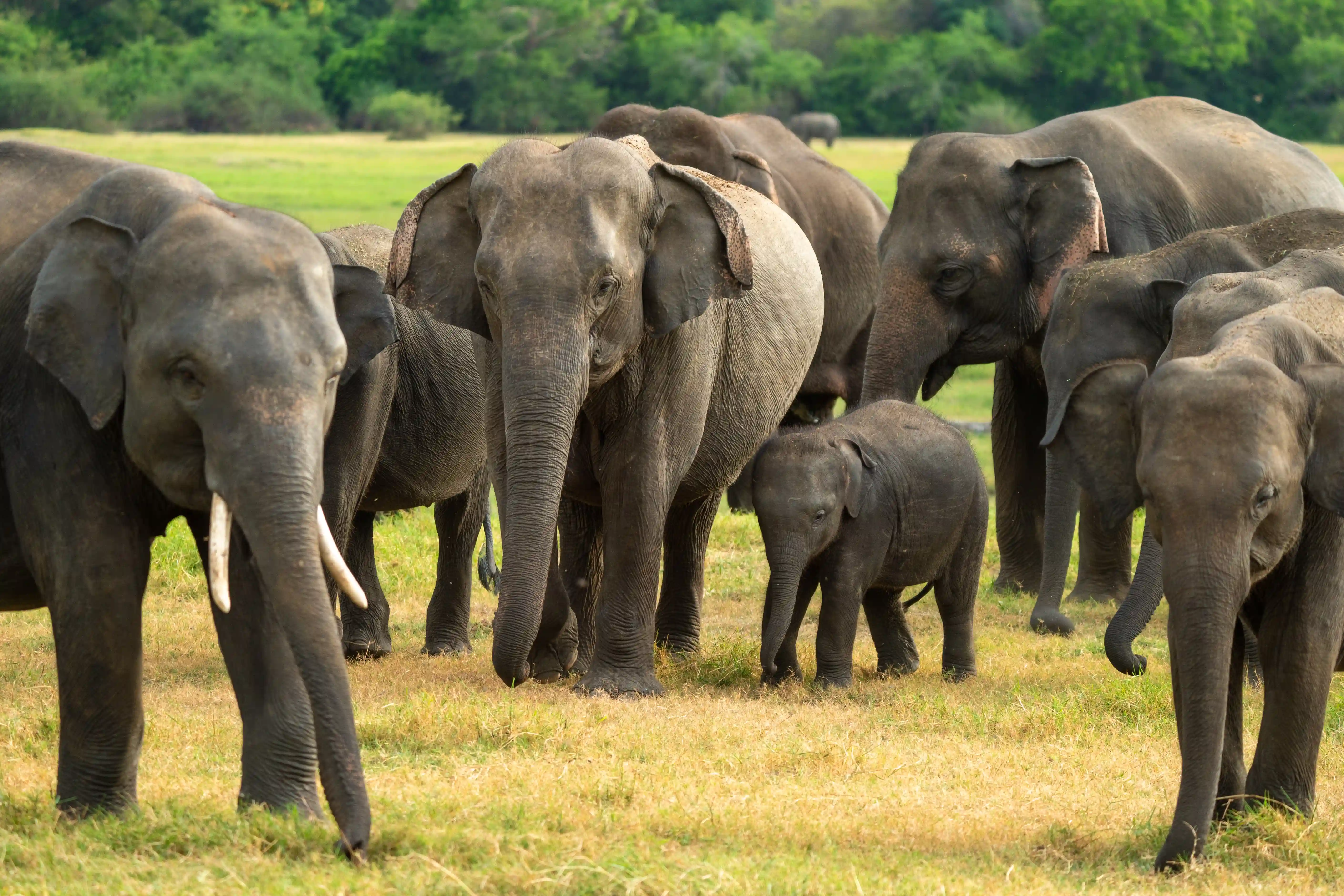 Kaudulla National Park Best Safari Jeep Tour photo 1